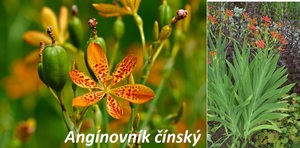 anginovnik cinsky ucinky na zdravi co leci pouziti uzivani vyuziti pestovani