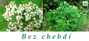 bez chebdi ucinky na zdravi priznaky otravy fotografie