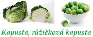 kapusta a ruzickova kapusta ucinky na zdravi co leci pouziti uzivani vyuziti pestovani skudci a nemoci kapusty