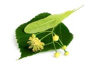 lipovy liker ucinky postup navod priprava suroviny ingredience