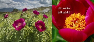 pivonka lekarska ucinky na zdravi co leci pouziti uzivani vyuziti