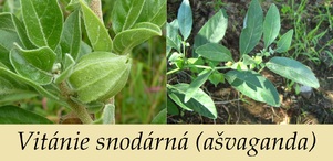 vitanie snodarna asvaganda ucinky na zdravi co leci pouziti uzivani vyuziti