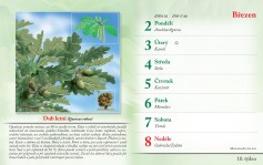 bylinkovy-kalendar-2026--12