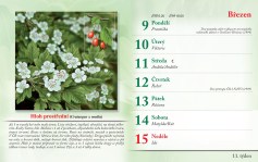 bylinkovy-kalendar-2026--13